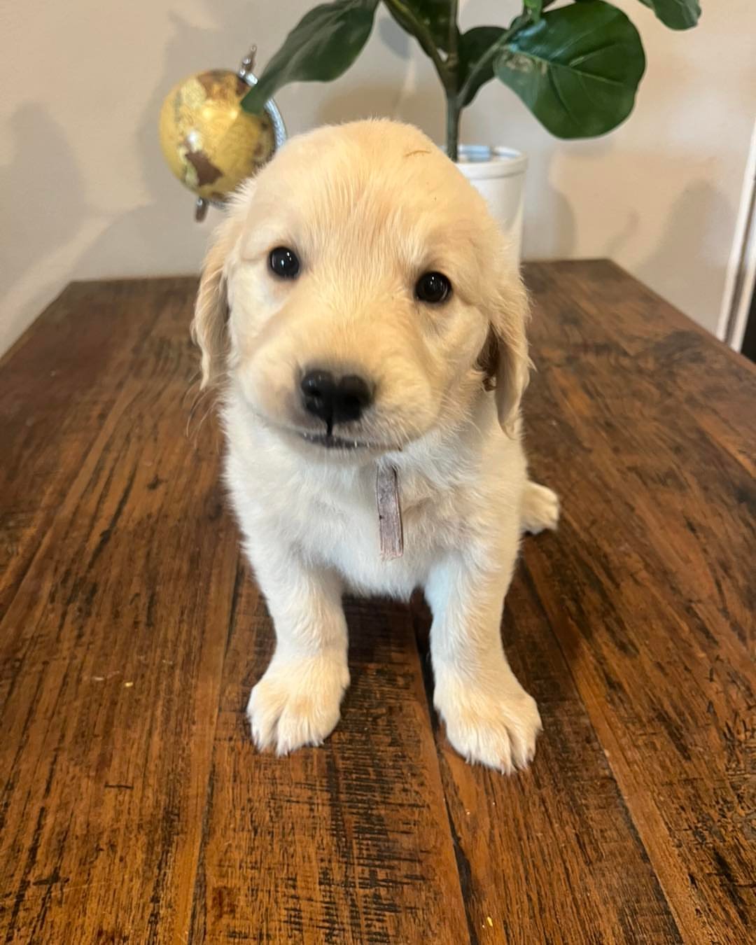 columbia_ridge_goldens-20250927-0003