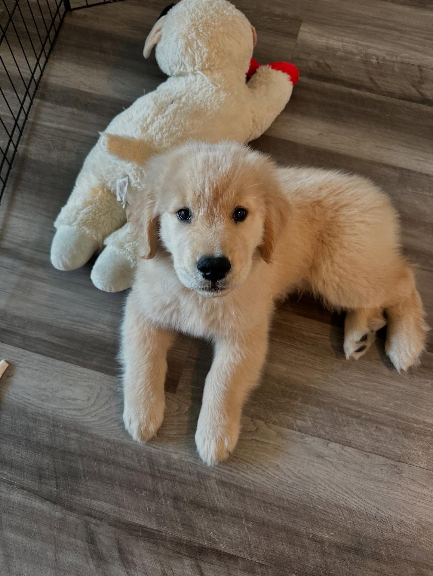 doug_the_goldenn-20250927-0010