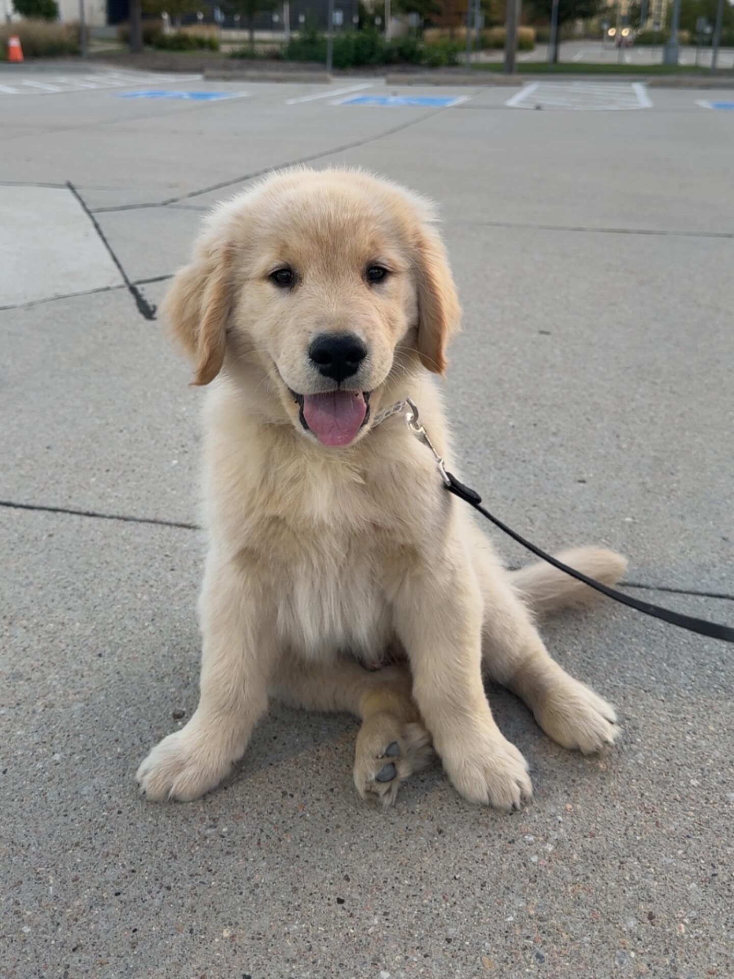 doug_the_goldenn-20250927-0011