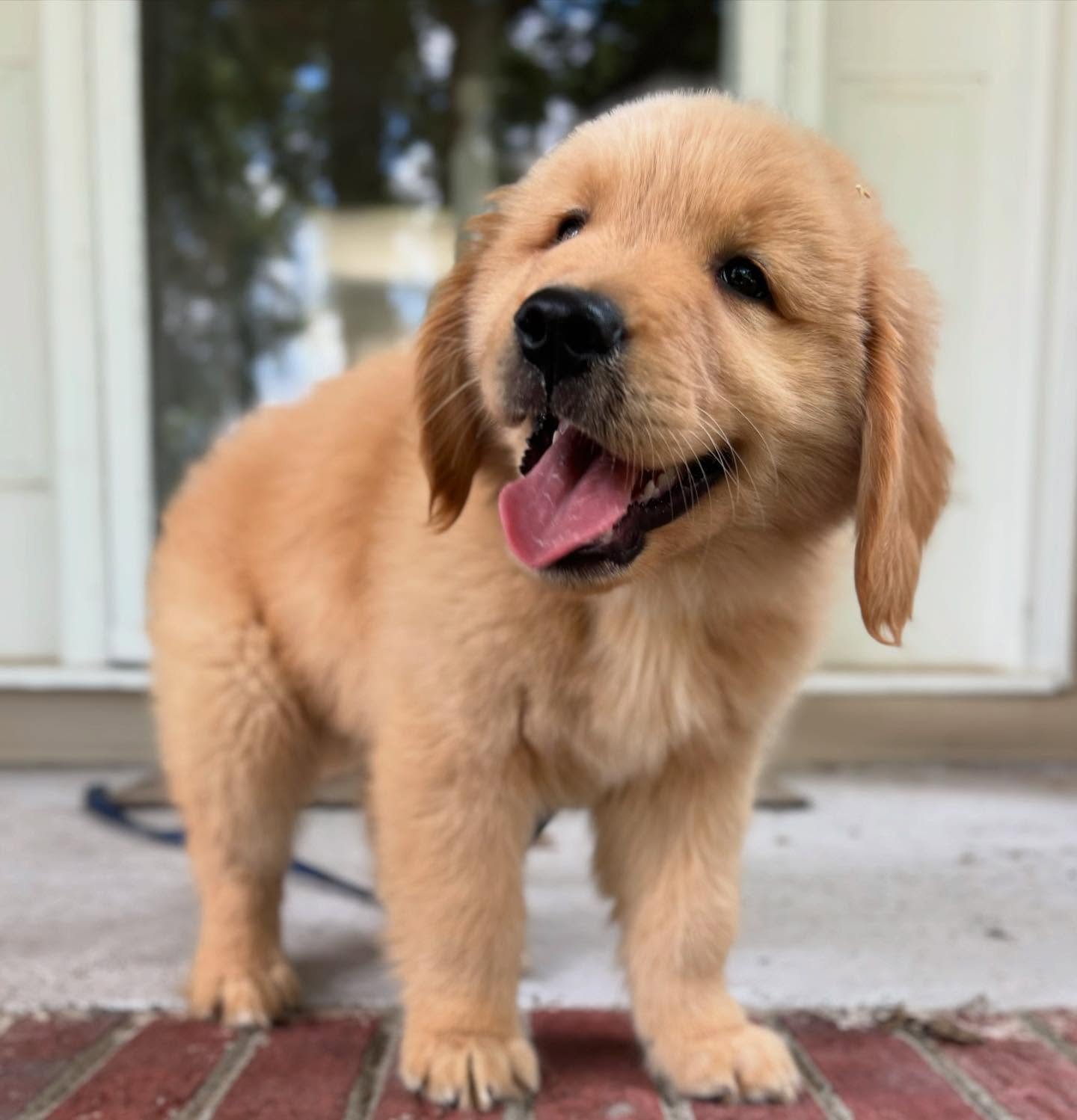 jupiterthegoldenboy-20250926-0004