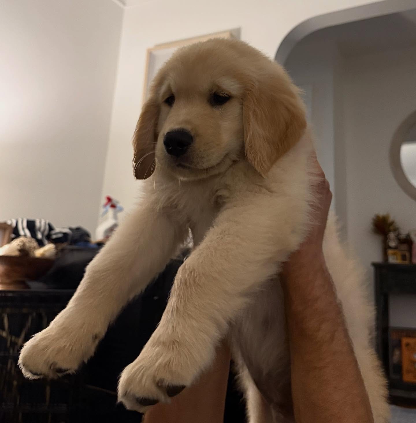 ranger.pawtrol-20250927-0006