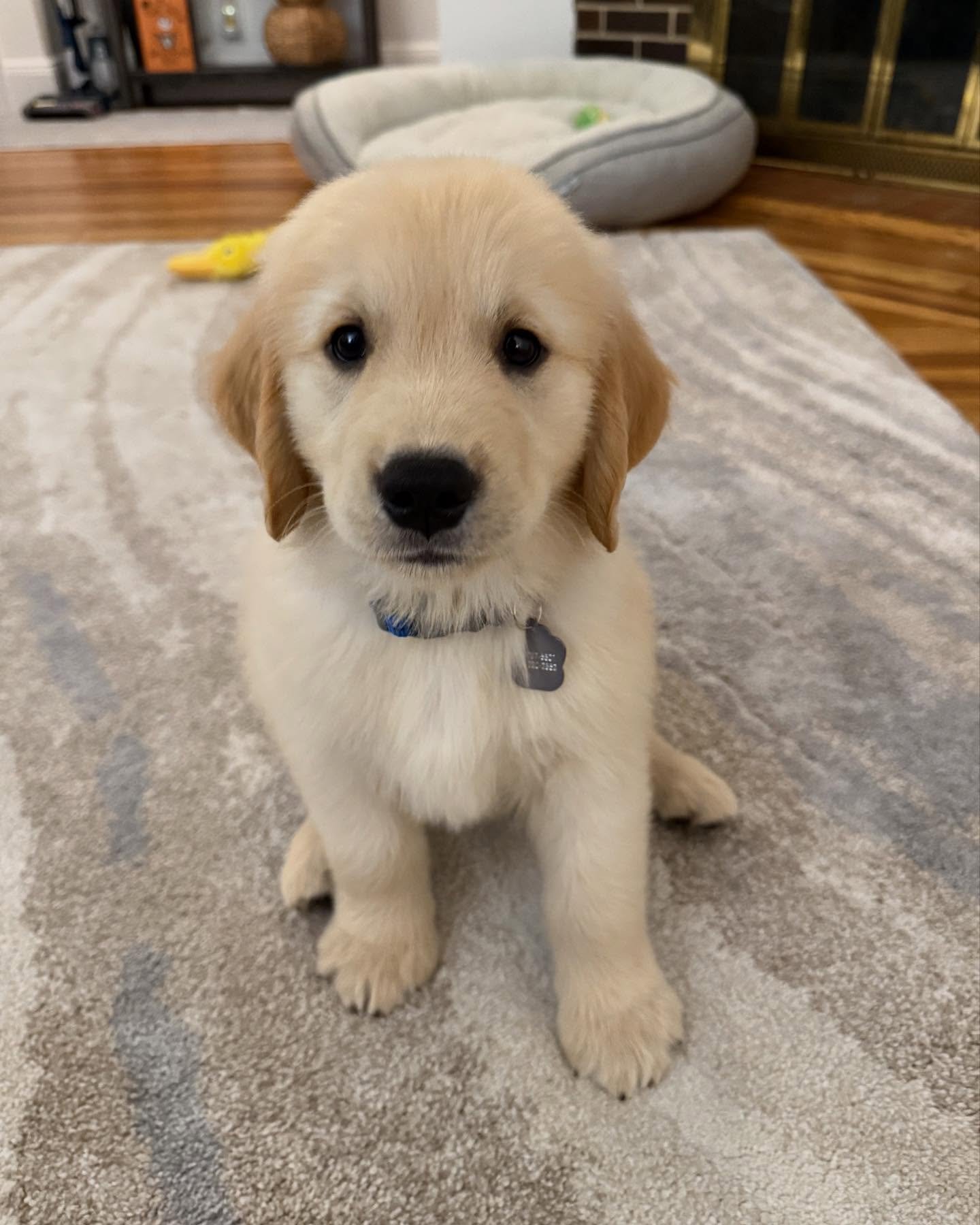 ranger.pawtrol-20250927-0012