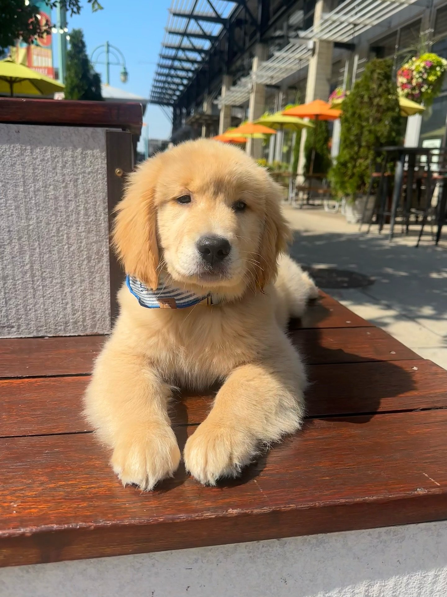 the.golden.boybear-20251004-0004