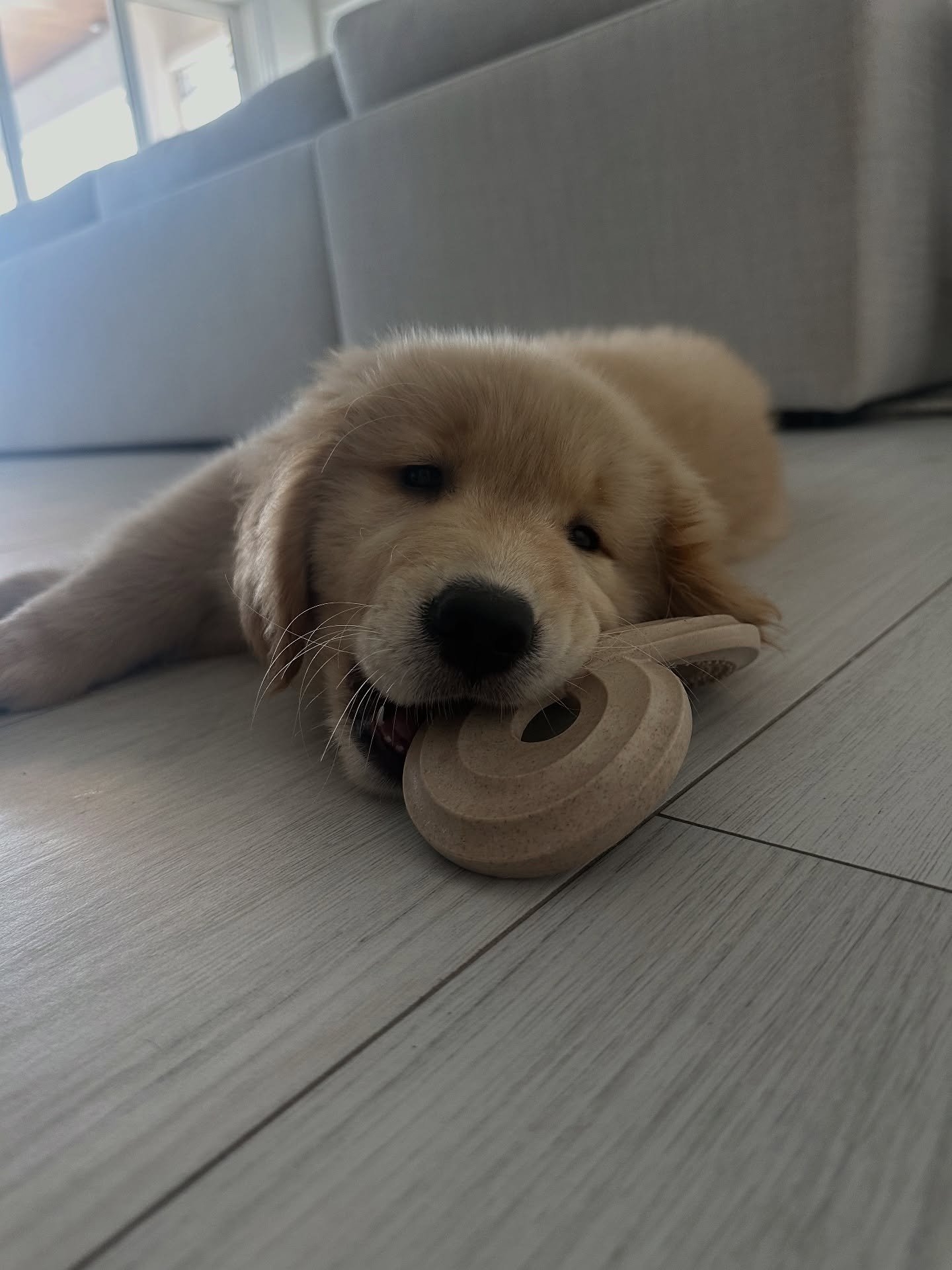 the.golden.boybear-20251004-0005